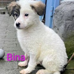 Bina_1