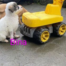 Bina_2