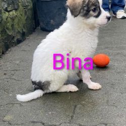 Bina_5