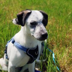 Pongo_1