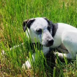 Pongo_2