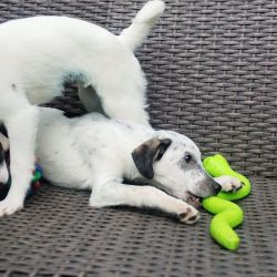 Pongo_3