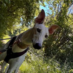 hundetrail-15