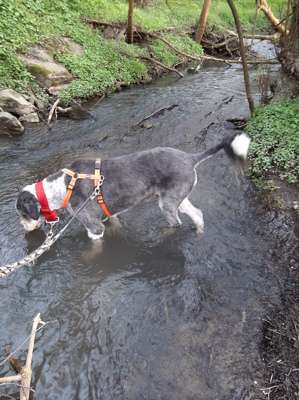 Berik Hundefriseur 3