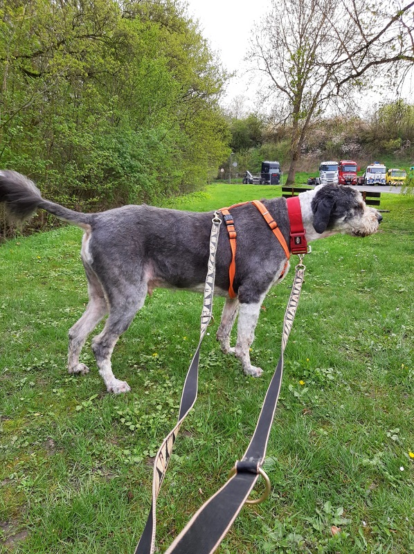 Berik Hundefriseur 4
