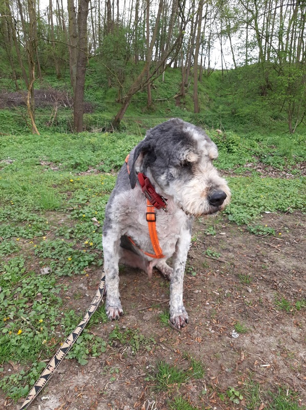 Berik Hundefriseur 5