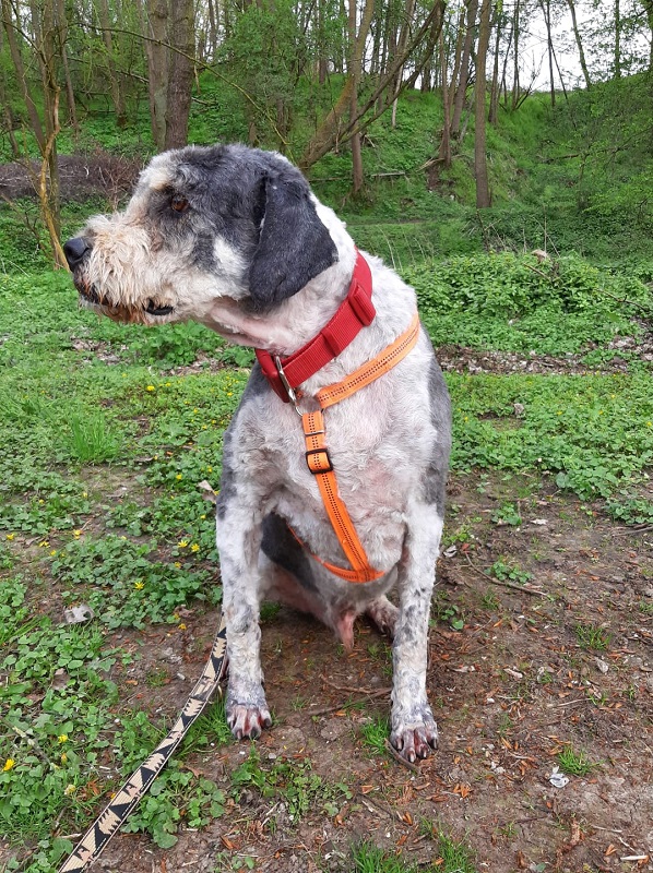 Berik Hundefriseur 6