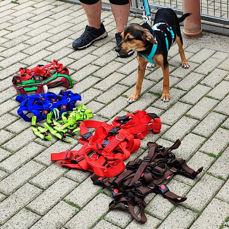 Spende Karin Nolte und Sientas 1