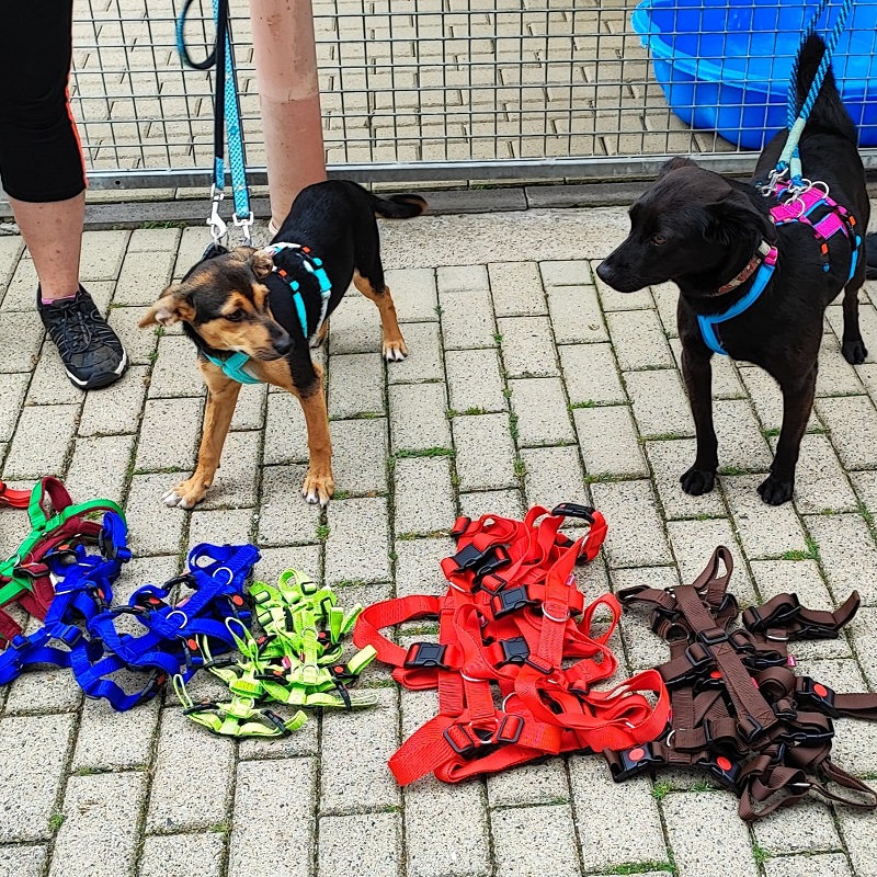 Spende Karin Nolte und Sientas 2