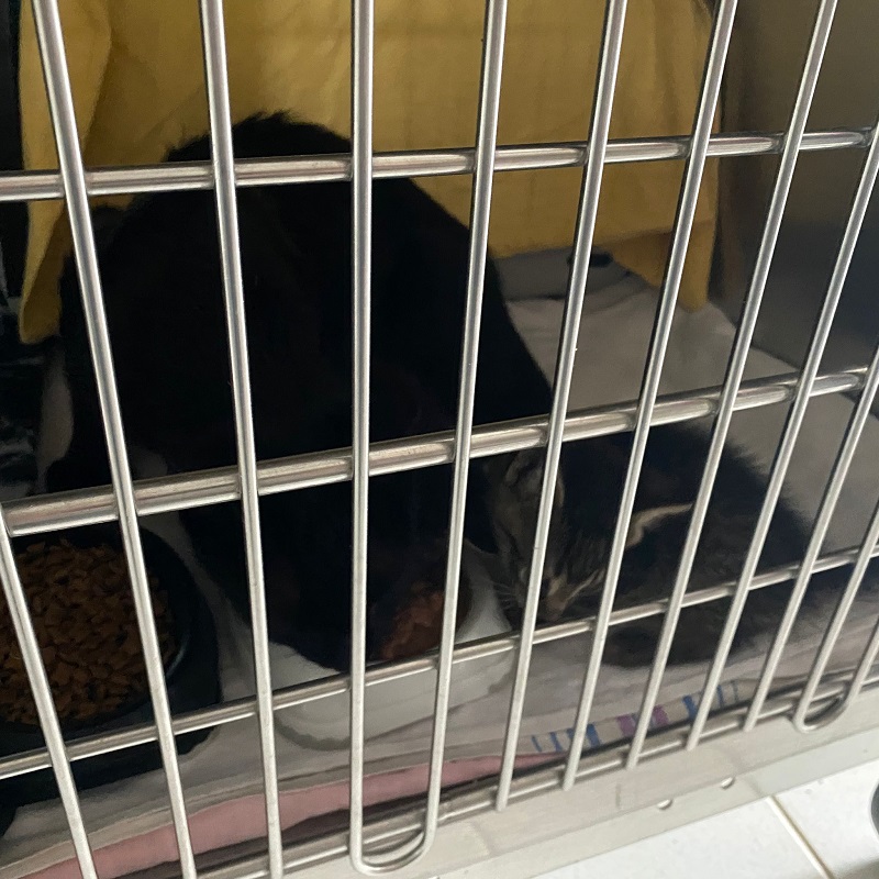 Einfangaktion Alsfeld 1