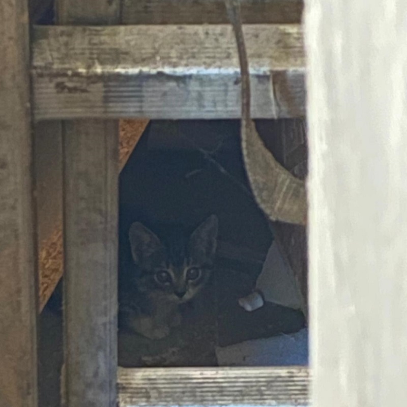 Einfangaktion Alsfeld 2