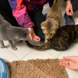 Schler_fr_Tiere_Nikolaus_6