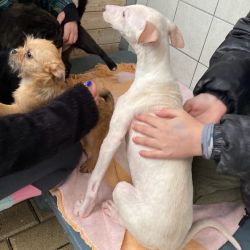 Schler_fr_Tiere_Nikolaus_7