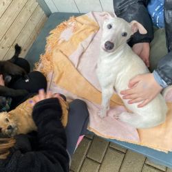 Schler_fr_Tiere_Nikolaus_8