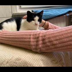 Schler_fr_Tiere_Nikolaus_9