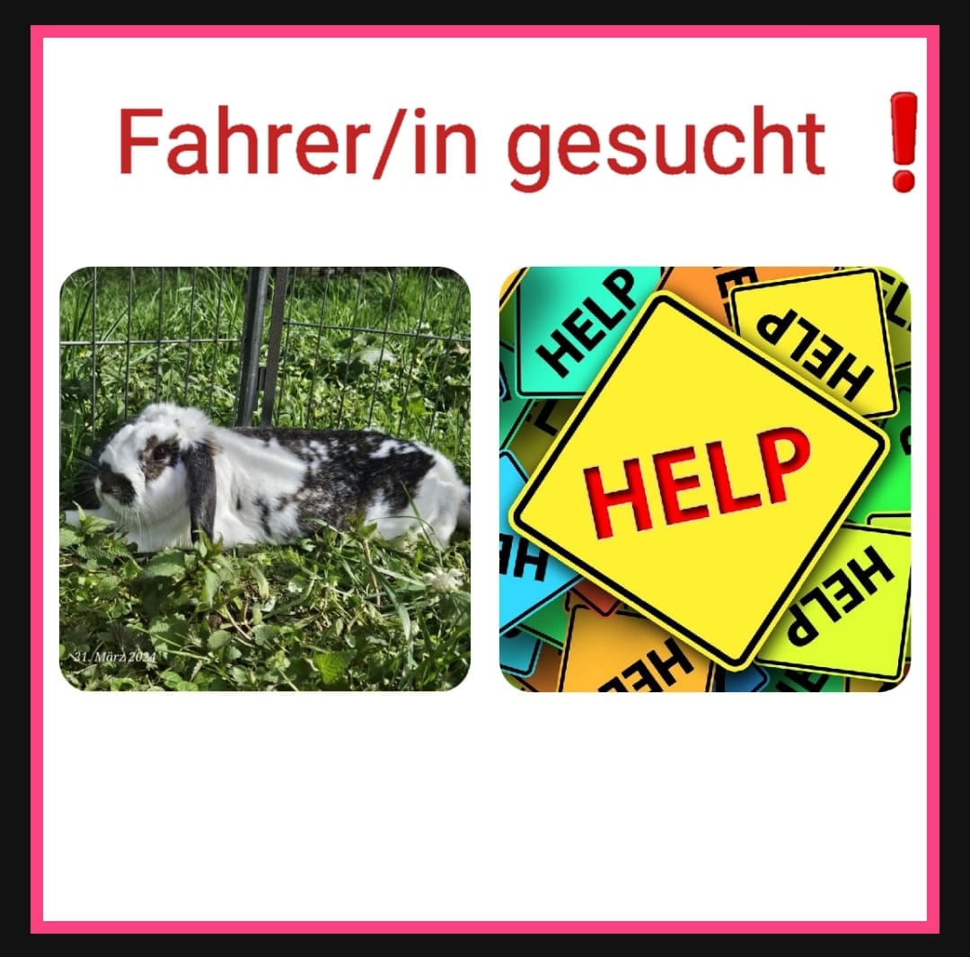 fahrer kaninchen