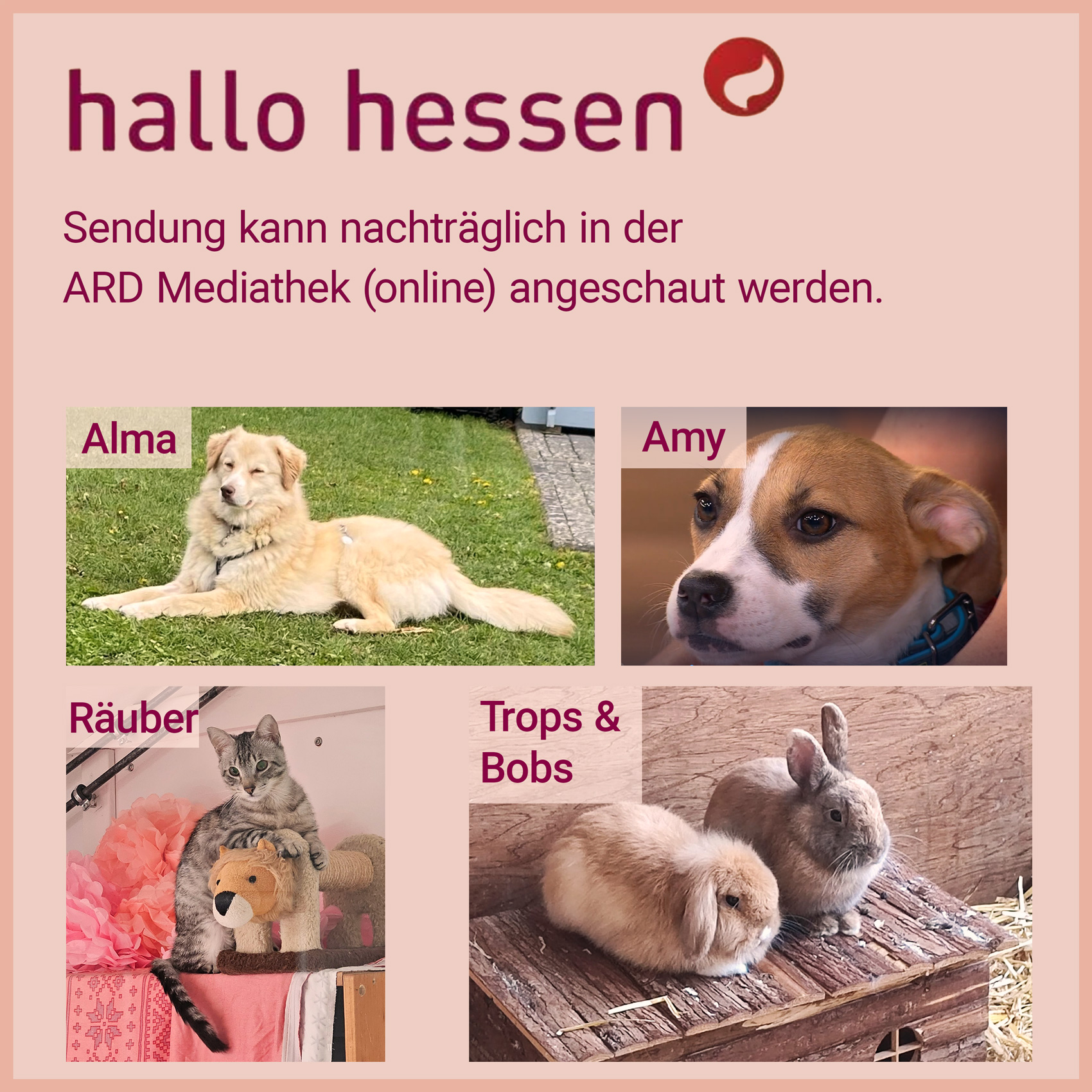 hallo hessen