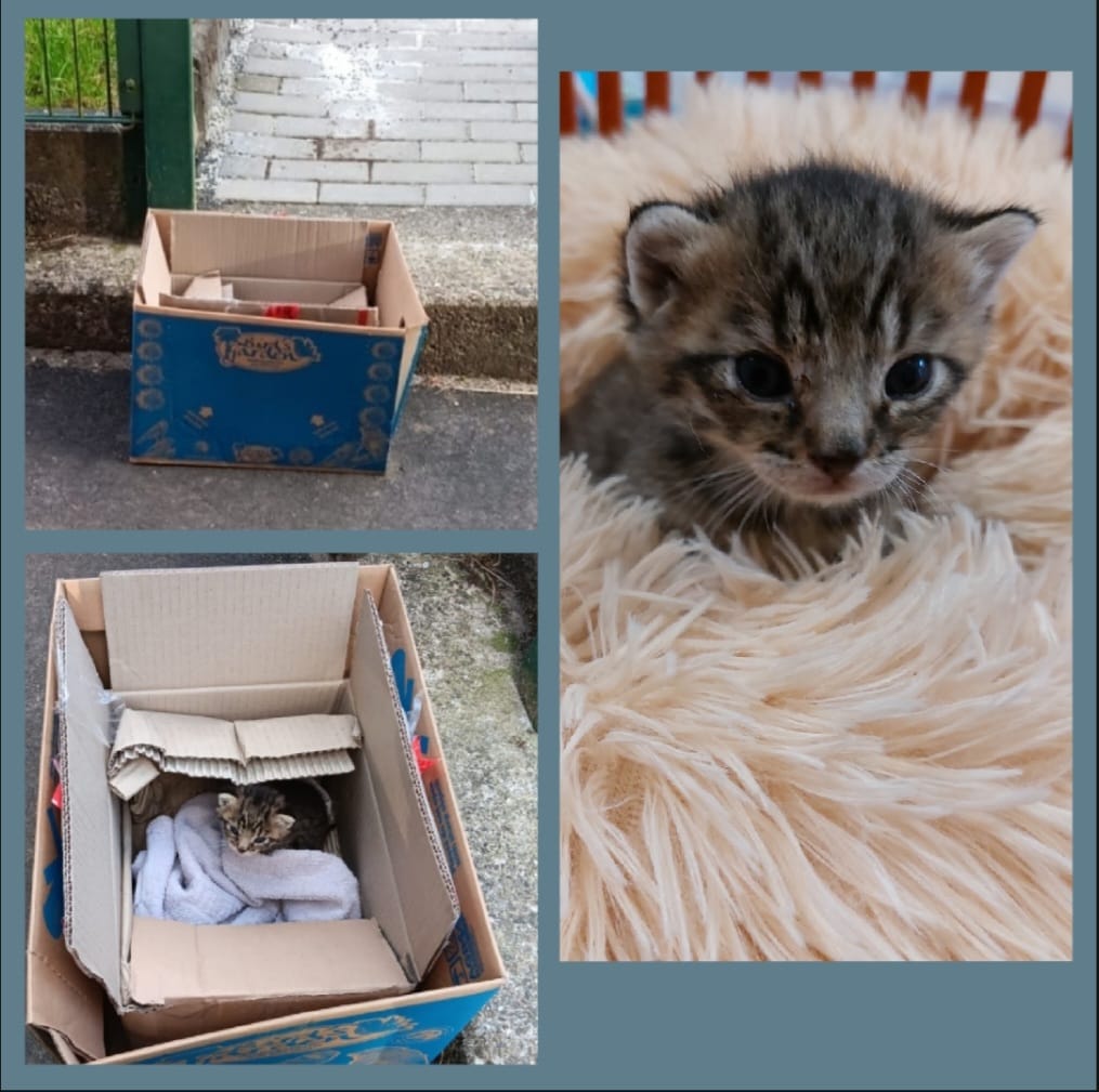 katzenfund 28 05 24