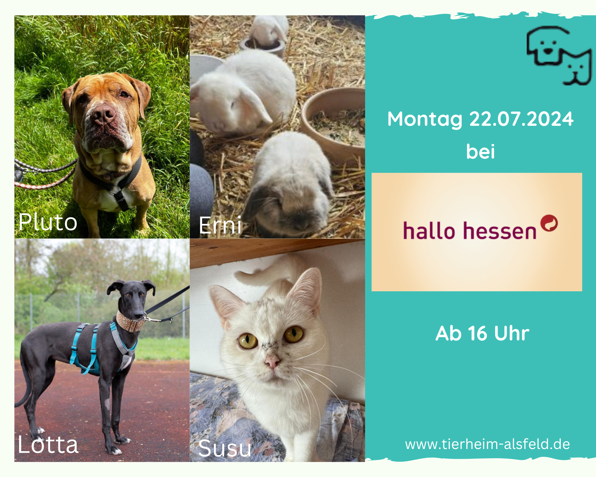 Gelb und blau Haustierladen Foto Collage