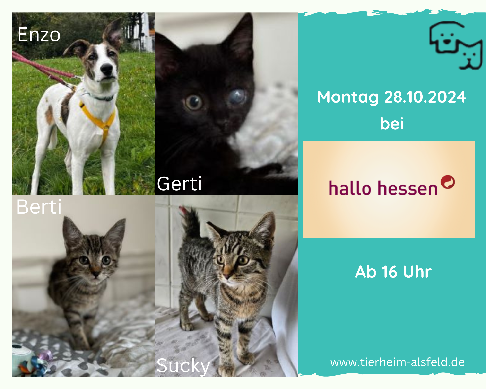 Gelb und blau Haustierladen Foto Collage