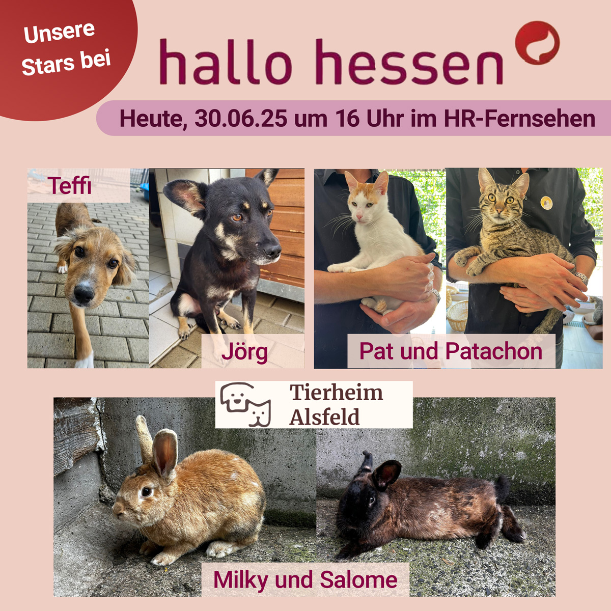 hallo hessen