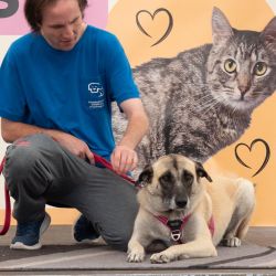 hundevorstellung-2025-11