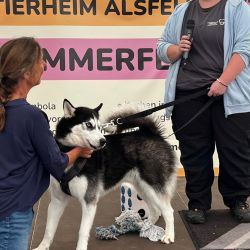 hundevorstellung-2025-16
