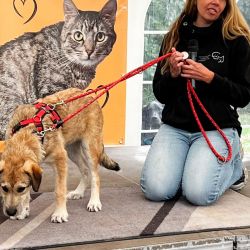 hundevorstellung-2025-18