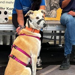 hundevorstellung-2025-19