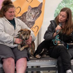 hundevorstellung-2025-2