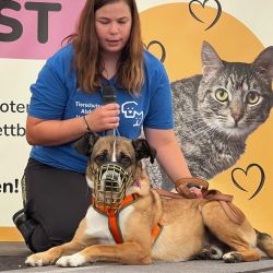 hundevorstellung-2025-22