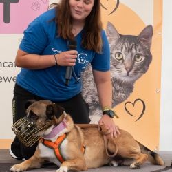 hundevorstellung-2025-6