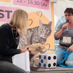 mischlingswettbewerb-2025-10