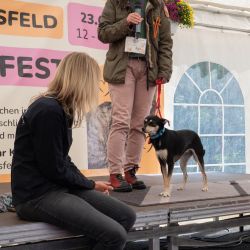 mischlingswettbewerb-2025-8