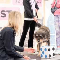 mischlingswettbewerb-2025-9