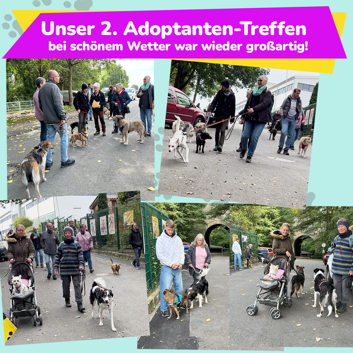adopt 1