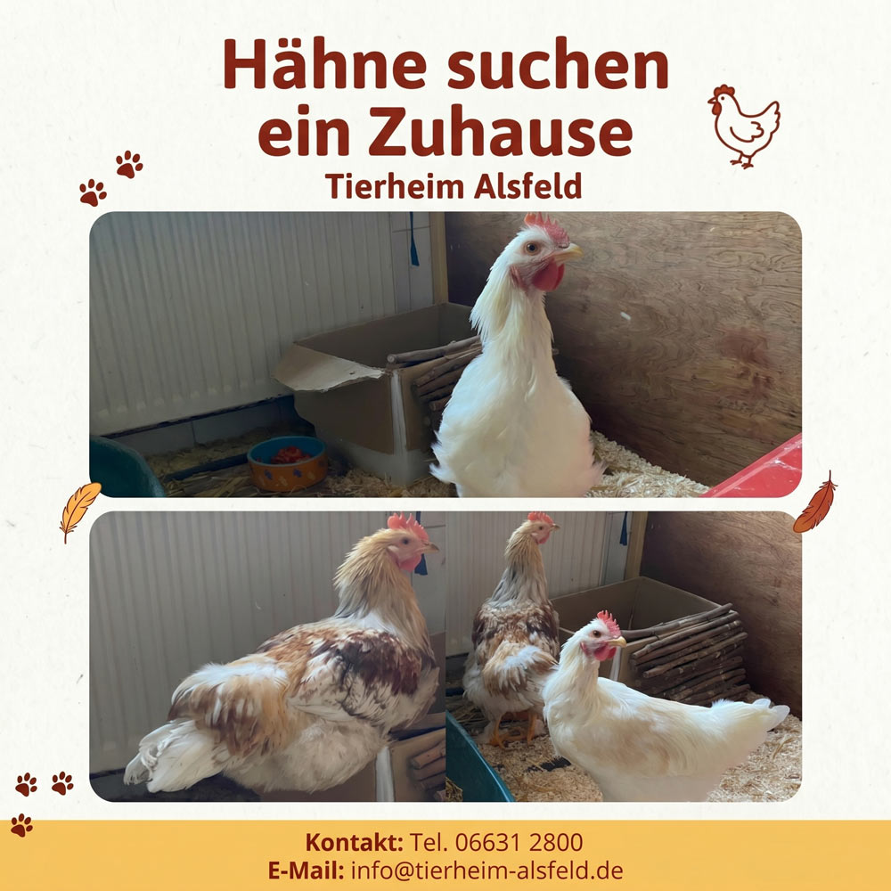 hahn zuhause