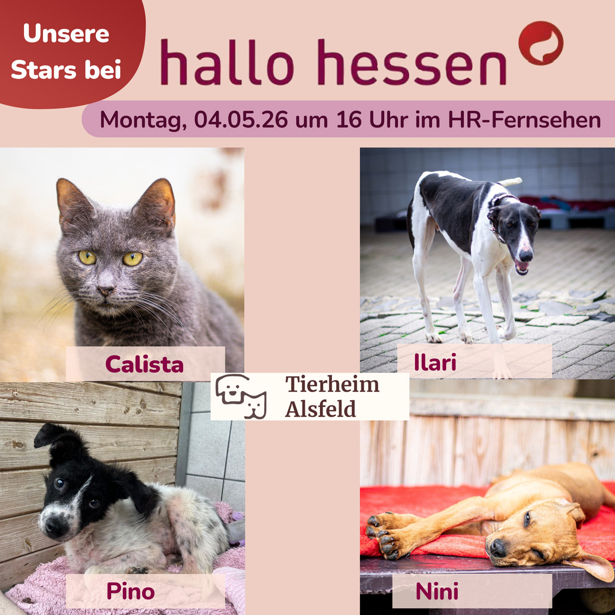 hallo hessen