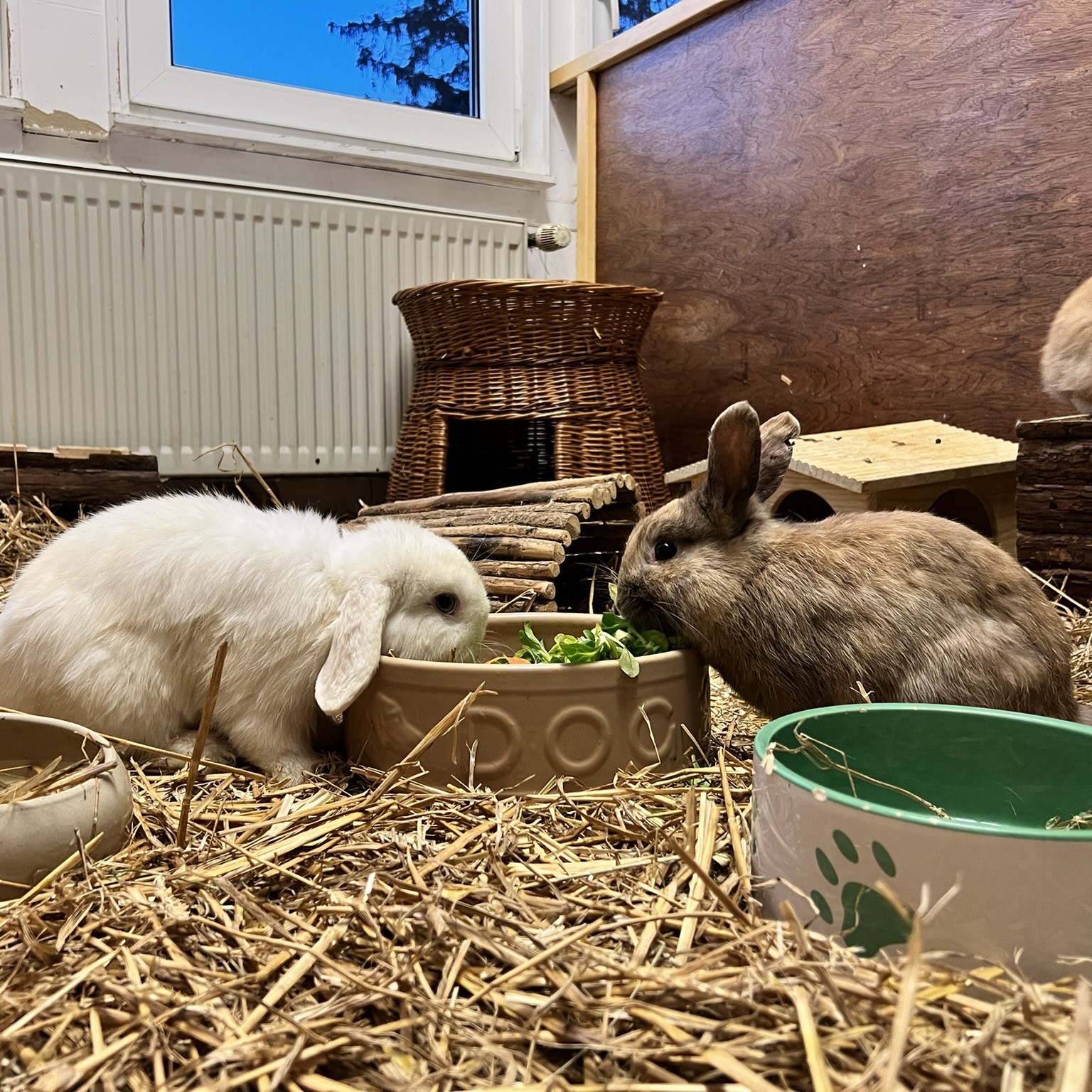 frischfutter spendenaufruf