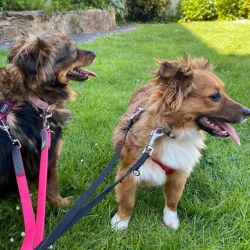 Mamuschka_und_Queenie