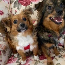 Queenie_und_Mamuschka