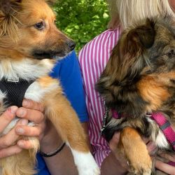 Queenie_und_Mamuschka_2