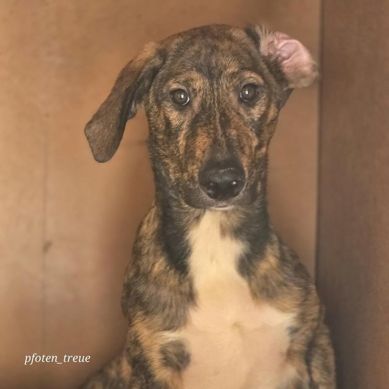 Junghund1 3