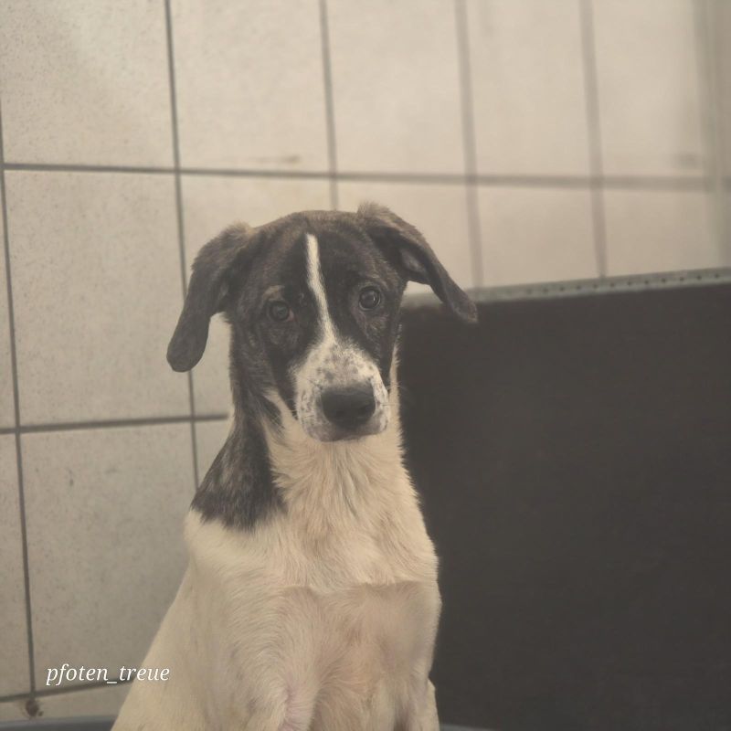 Junghund2