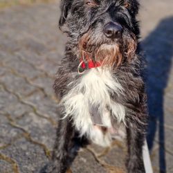 kiko