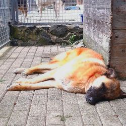 Simba_3