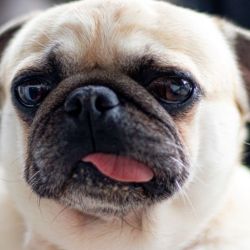 Bilbo_2