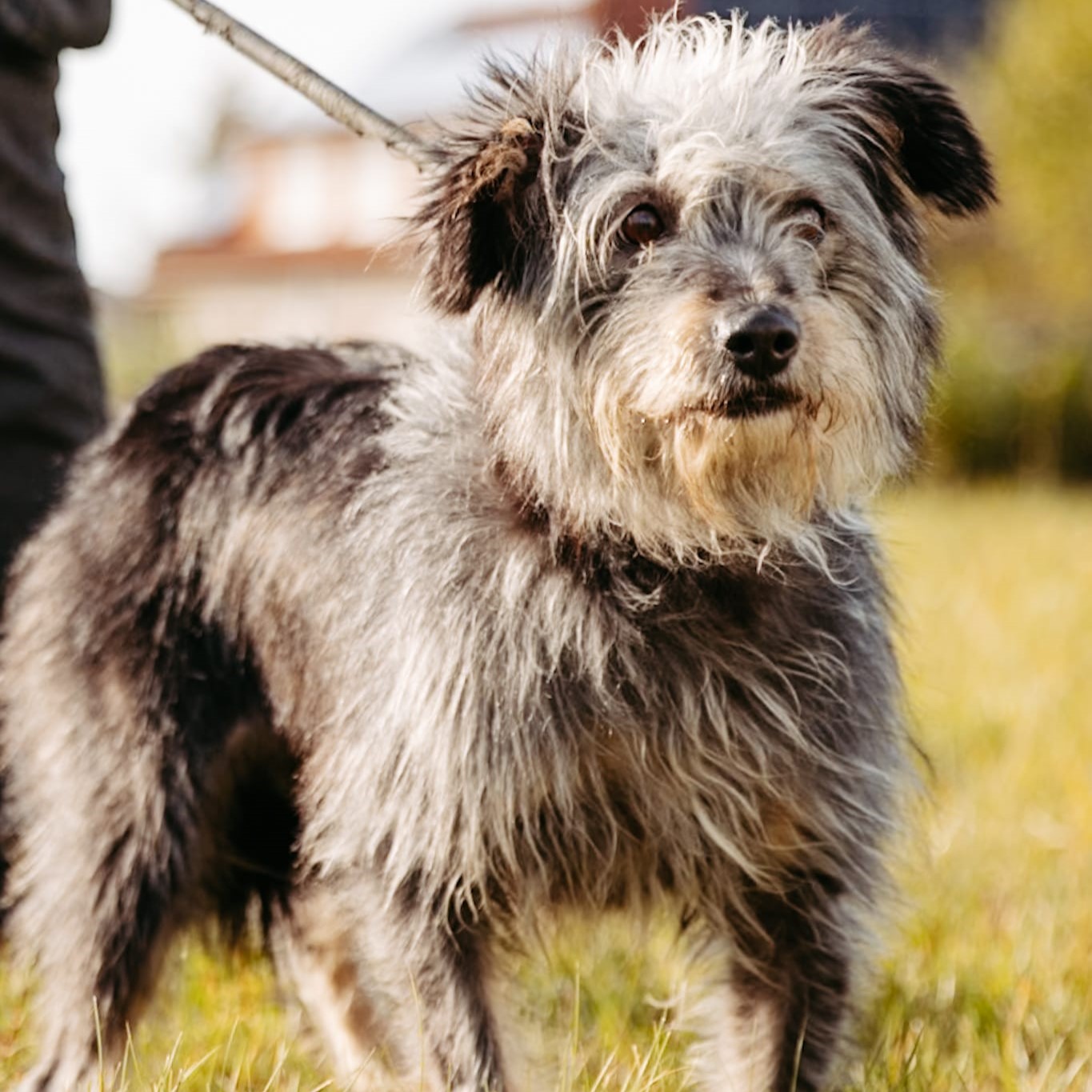 Greta Maydog Startbild