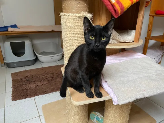 Valentina Valentina 7