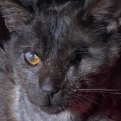 Loki_4